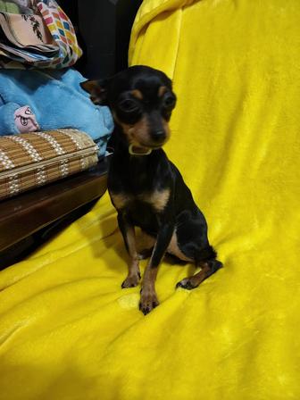 Мини пинчер