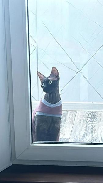 Отдадим кота породы донской сфинкс (велюр) в добрые руки