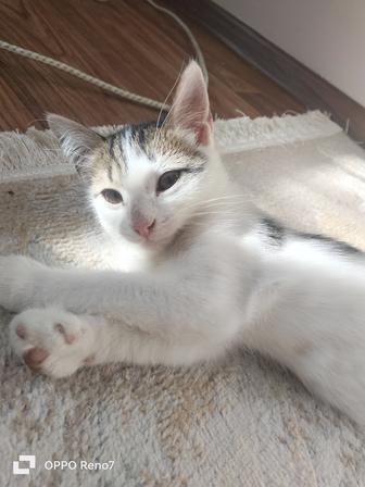 Котенок -мальчик ищет дом!