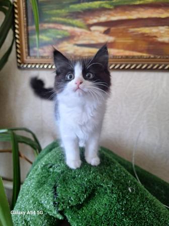 Котята от крысоловки!