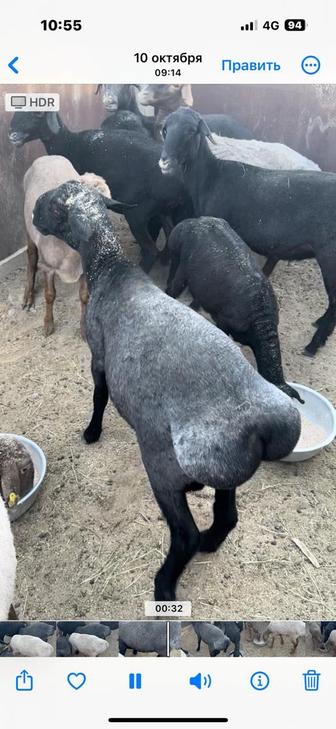 Қой сатылады