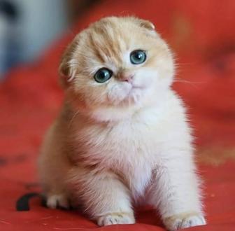 Продажа котят золото шиншилла!