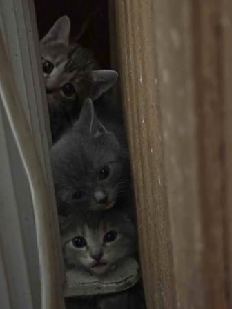 Отдам котят