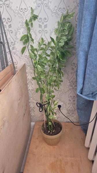 Продам цветок в горшке