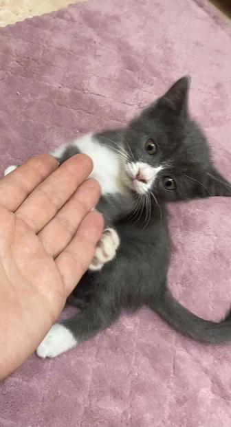 Отдам котенка бесплатно