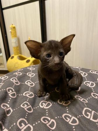 Котята ориентальной породы из питомника Viva Lends ori