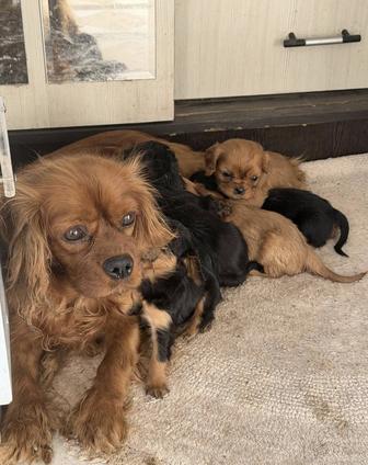 Кавалер Кинг Чарльз спаниель