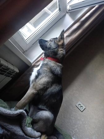 Отдаю в хорошие руки собаку, 6 месяцев. Собака найдена.