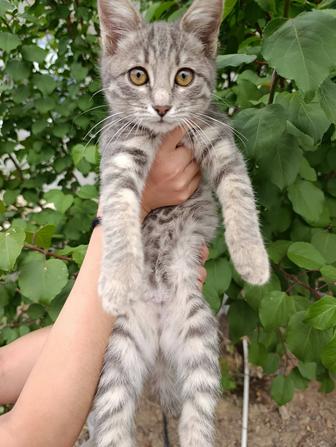 Котенок в добрые руки