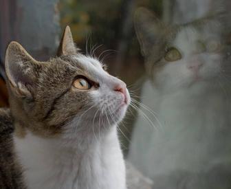 Отдам кота в добрые руки