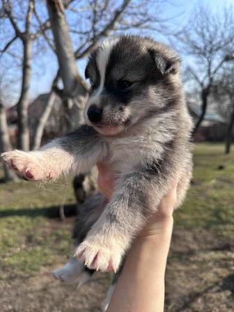 ЩЕНКИ ХАСКИ ИЩУТ ДОМ