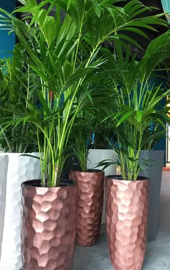 Обслуживание горшечных растений в офисе - услуги профессионального флориста