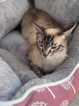 Котик Тай ,10 месяцев