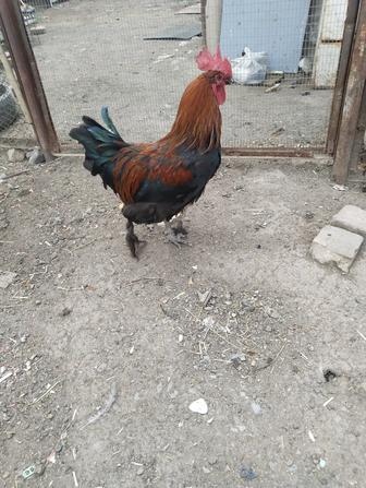 Продам семью маранов пять курей и один петух