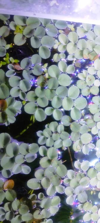 Сальвиния аквариумные растения