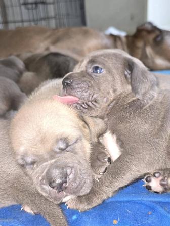 Продаются щенки кане корсо