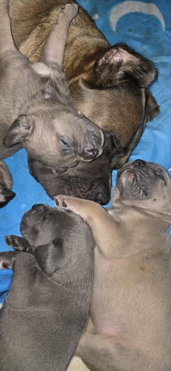 Продаются щенки кане корсо