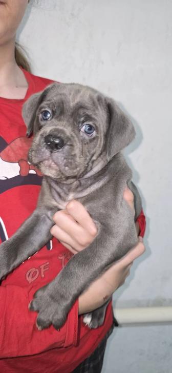 Продаются щенки кане корсо