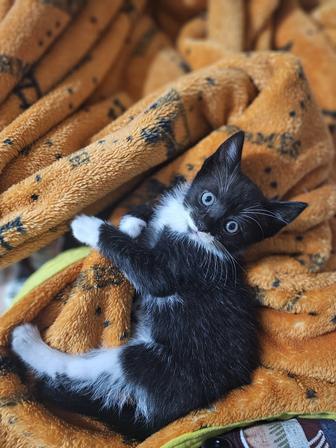 Отдадим котенка в хорошие добрые руки