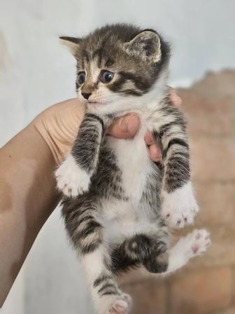 Отдадим котят в хорошие добрые руки