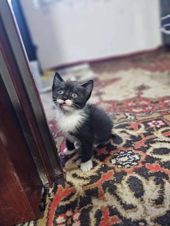 Отдадим котят в хорошие добрые руки