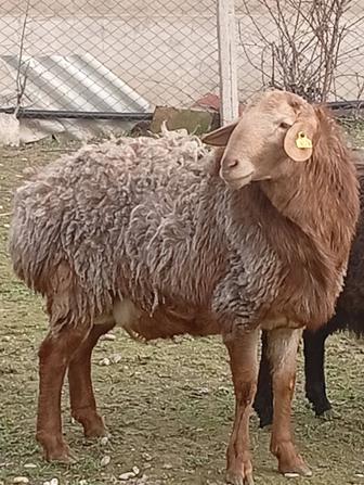 Продам кочкара