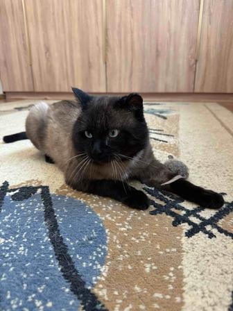 Ищем дом сиамскому котику