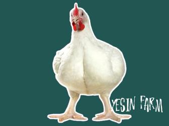 Инкубационные яйца бройлеров росс 308 фермерские