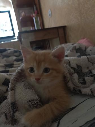 Котенок