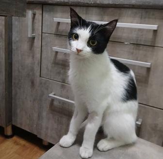 Отдам кошку в хорошую семью