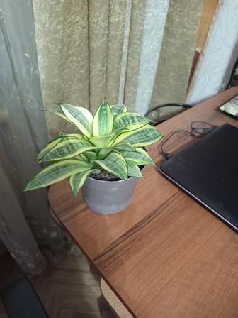 Продам цветок сансевиерия сорт Цунами