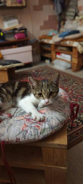 Котята