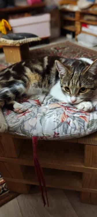 Котята