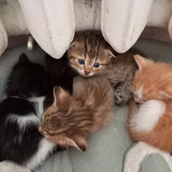 Продам котят британцев