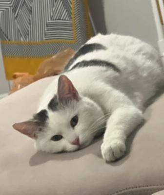 Отдам доброго кота в хорошие руки