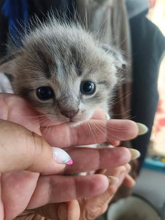 Продаются котята