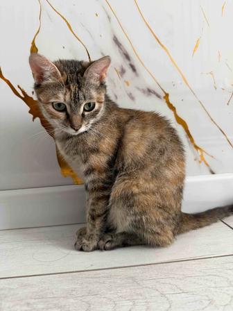 Отдам кошку