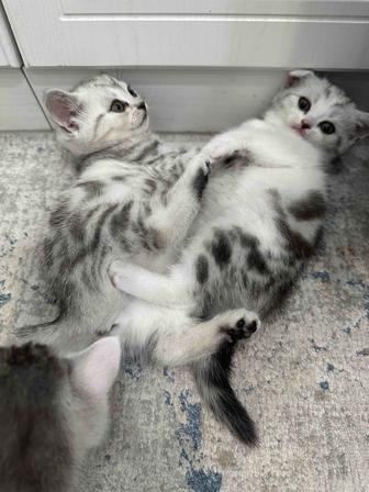 Котята британец прямоухий короткошёрстный
