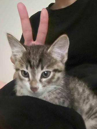 отдам котенка в добрые руки!