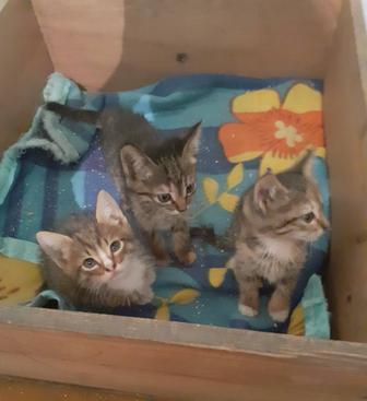 Отдам в добрые руки котят