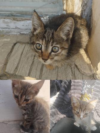 Отдам в добрые руки котят