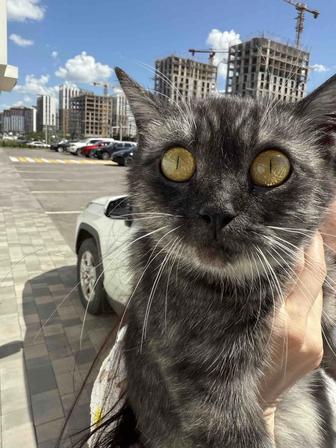 Отдам кошечку, стерилизованна.