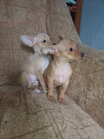 Продам щенка той терьера.