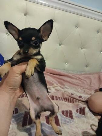 Продам тойтерьера мини