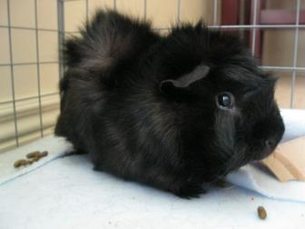 Морская свинка мальчик 2 мес