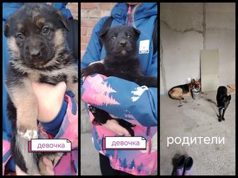 Отдам щенков в добрые руки