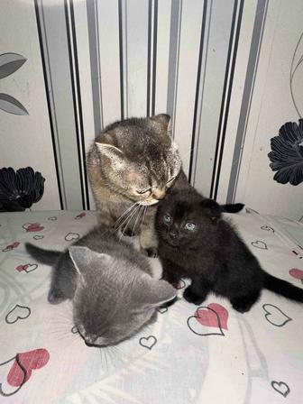 продам котят с кошкой