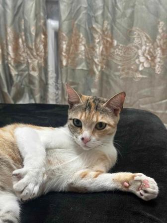 Отдам кошку бесплатно