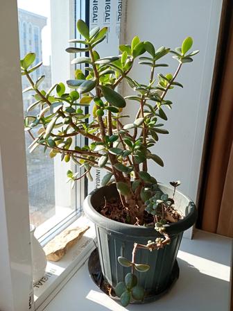 Комнатные растения