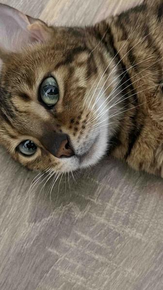 Отдам бенгальскую кошку